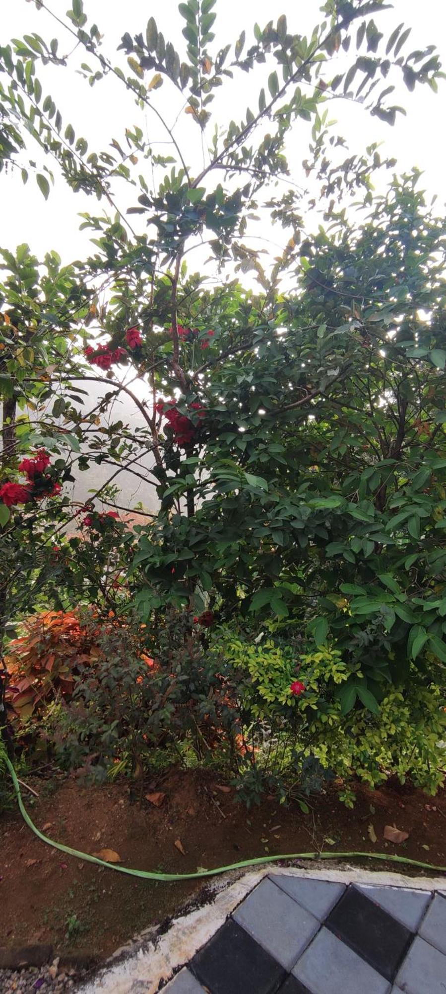 Koonamparayil Home Stay Munnar Anaviratty-Family Only Εξωτερικό φωτογραφία
