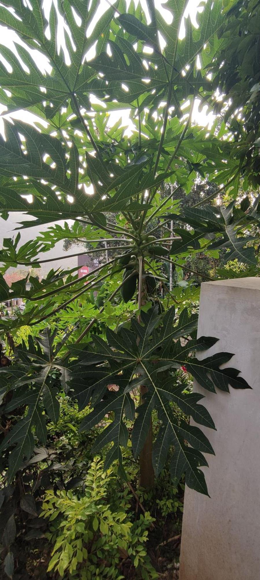 Koonamparayil Home Stay Munnar Anaviratty-Family Only Εξωτερικό φωτογραφία