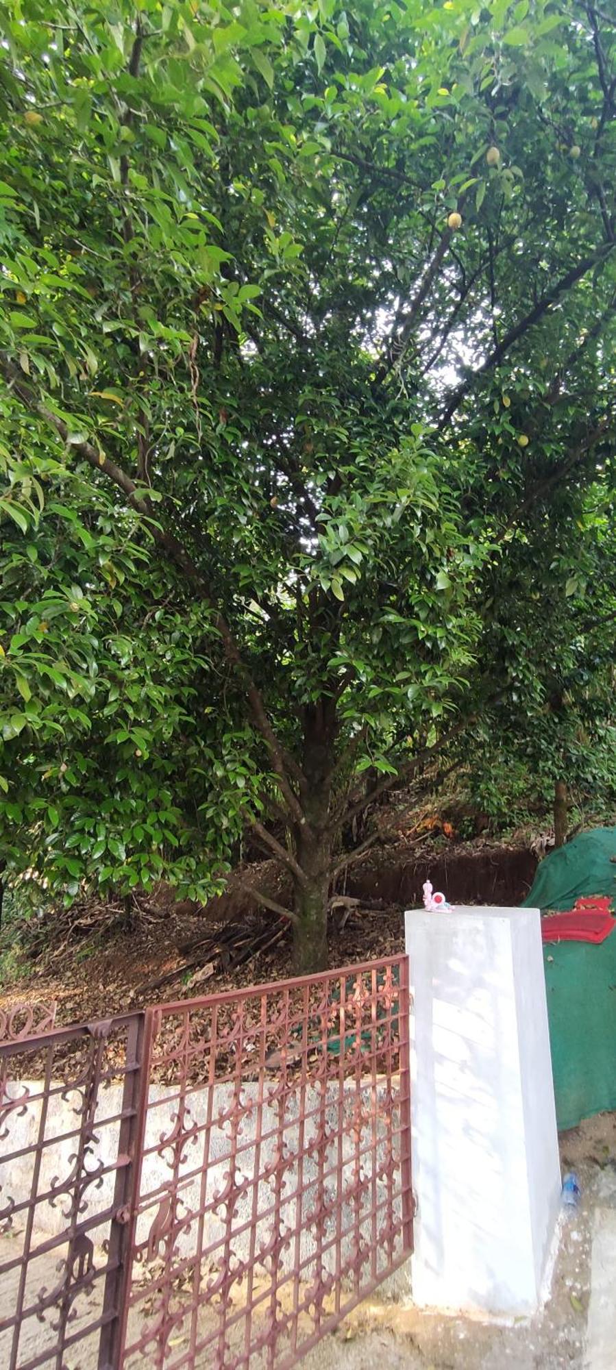 Koonamparayil Home Stay Munnar Anaviratty-Family Only Εξωτερικό φωτογραφία
